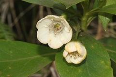 Lysimachia glutinosa