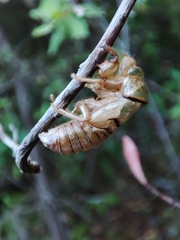 Tibicina
