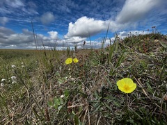 Papaver lapponicum