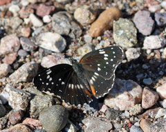 Chlosyne lacinia crocale