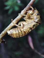 Tibicina