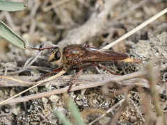 Proctacanthus philadelphicus