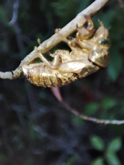 Tibicina