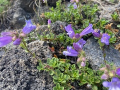 Penstemon davidsonii davidsonii