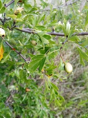 Crataegus macrocarpa
