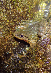 Amolops albispinus