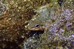Amolops albispinus
