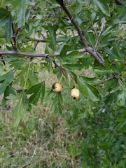 Crataegus macrocarpa