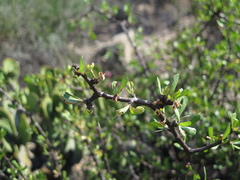 Jatropha dioica