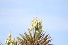 Yucca valida