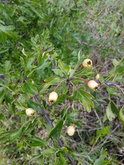 Crataegus macrocarpa
