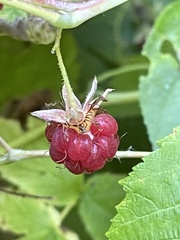 Rubus idaeus