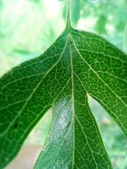 Crataegus macrocarpa