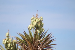 Yucca valida