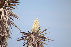 Yucca valida