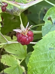 Rubus idaeus