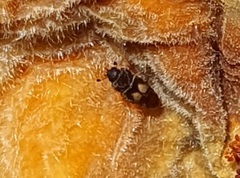 Carpophilus hemipterus