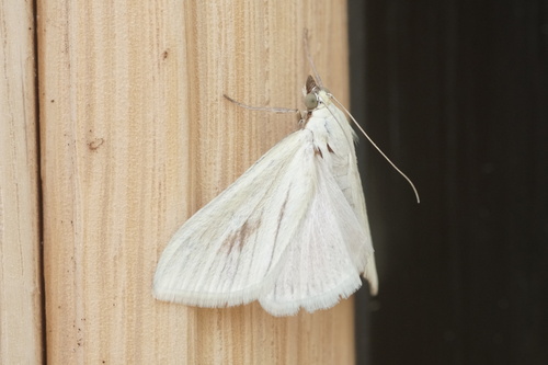 Sitochroa palealis