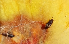 Carpophilus hemipterus