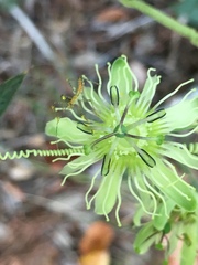 Decaloba