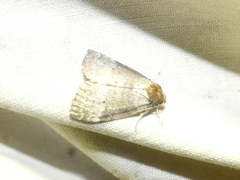 Ochropacha
