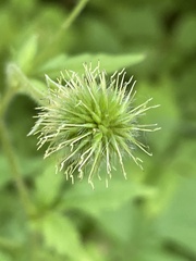 Geum aleppicum