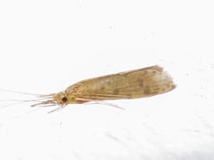 Oecetis lacustris
