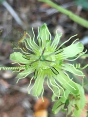 Decaloba