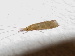 Oecetis lacustris