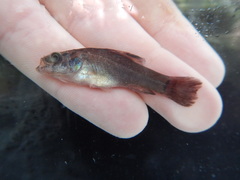 Aphredoderus sayanus