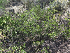 Jatropha dioica
