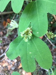 Decaloba