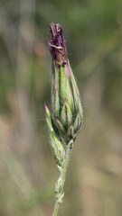 Crupina crupinastrum