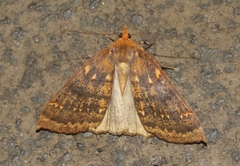 Scotorythra euryphaea