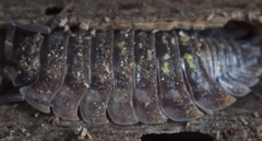 Oniscus asellus