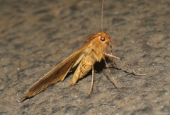 Scotorythra euryphaea