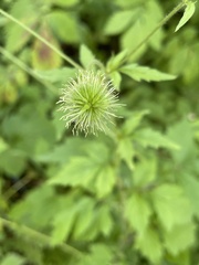 Geum aleppicum