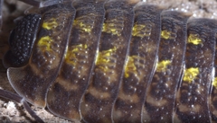 Porcellio spinicornis