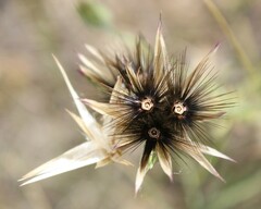 Crupina crupinastrum