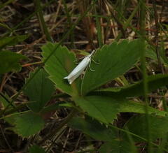 Crambus perlella