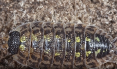 Porcellio spinicornis