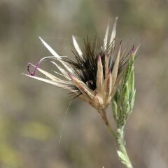 Crupina crupinastrum