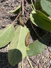 Oedemasia concinna