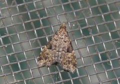 Pseudoschrankia