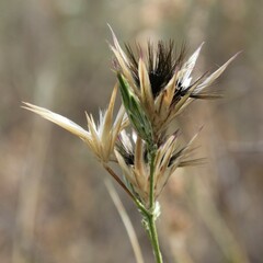 Crupina crupinastrum