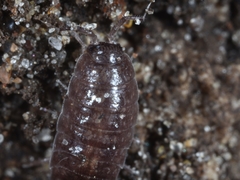 Hyloniscus riparius