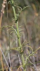 Crupina crupinastrum