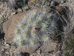 Echinocereus stramineus