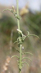 Crupina crupinastrum