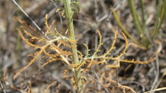 Crupina crupinastrum
